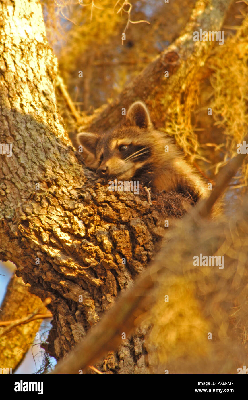 Raccoon in appoggio nella struttura ad albero Foto Stock