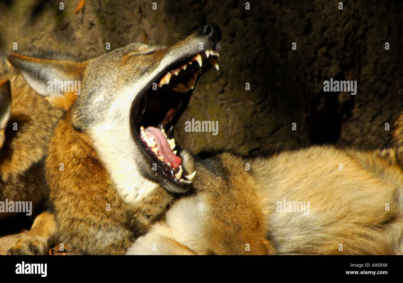 Il lupo rosso Canis rufus in appoggio sotto agli alberi sbadigli bares denti minaccia feroce pericolo Foto Stock