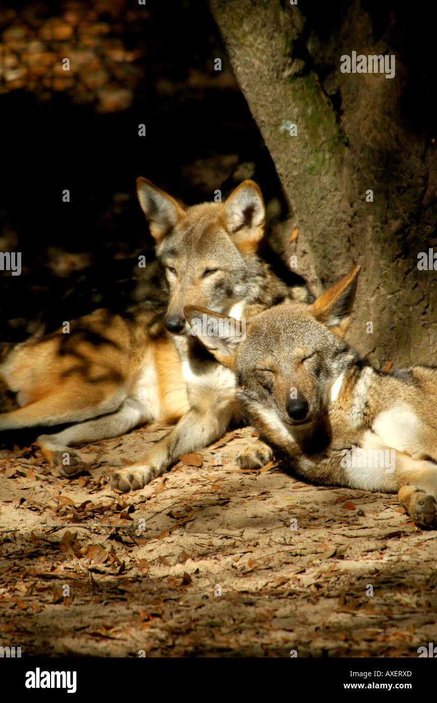 Red lupi Canis rufus in appoggio sotto agli alberi specie in via di estinzione Foto Stock