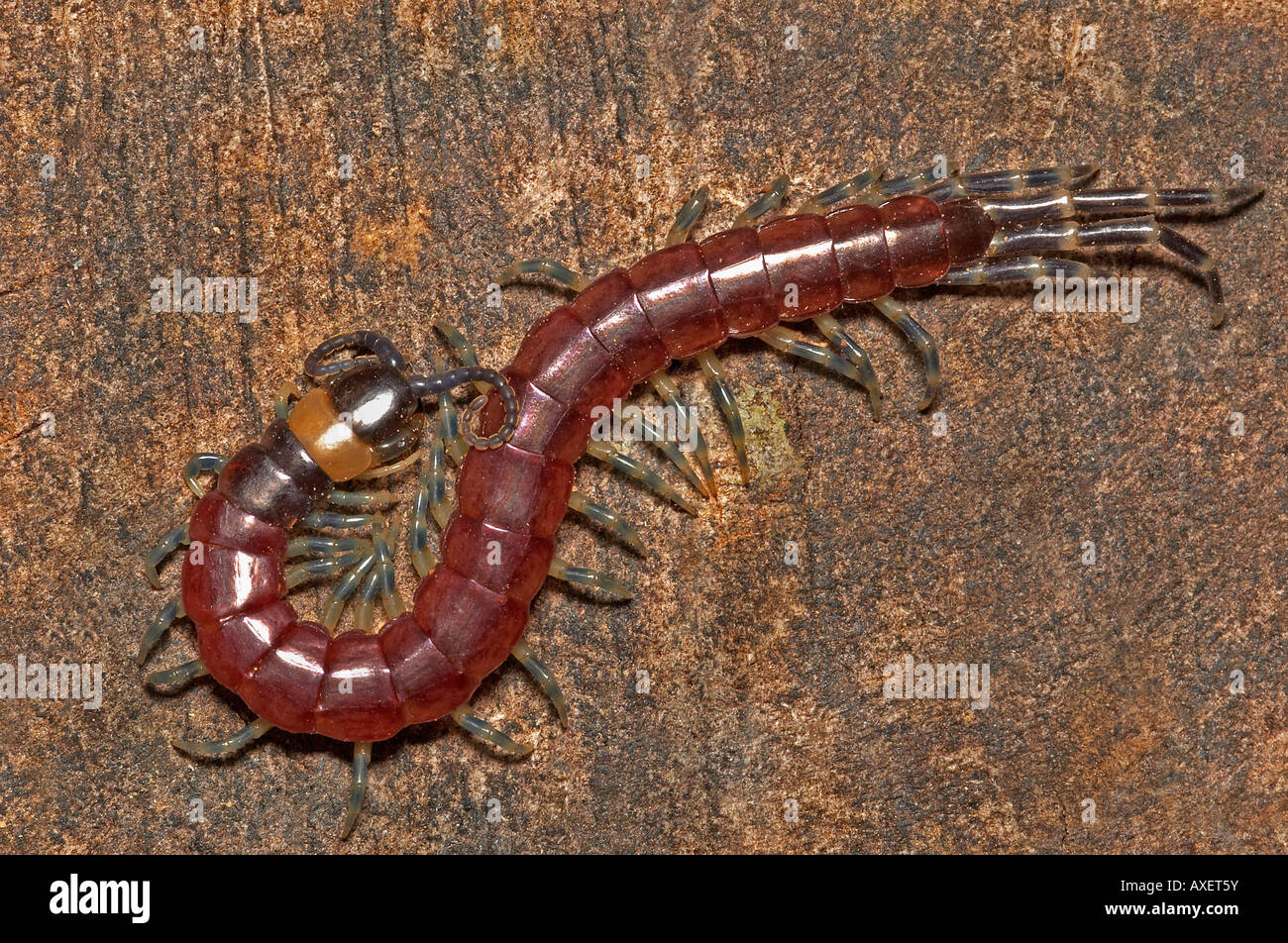 Artropodi, CENTIPEDE, SCOLOPENDRA. Vista dorsale di Scolopendra rosa o Centipede. Fotografato in Agumbe, Karnataka, India. Foto Stock