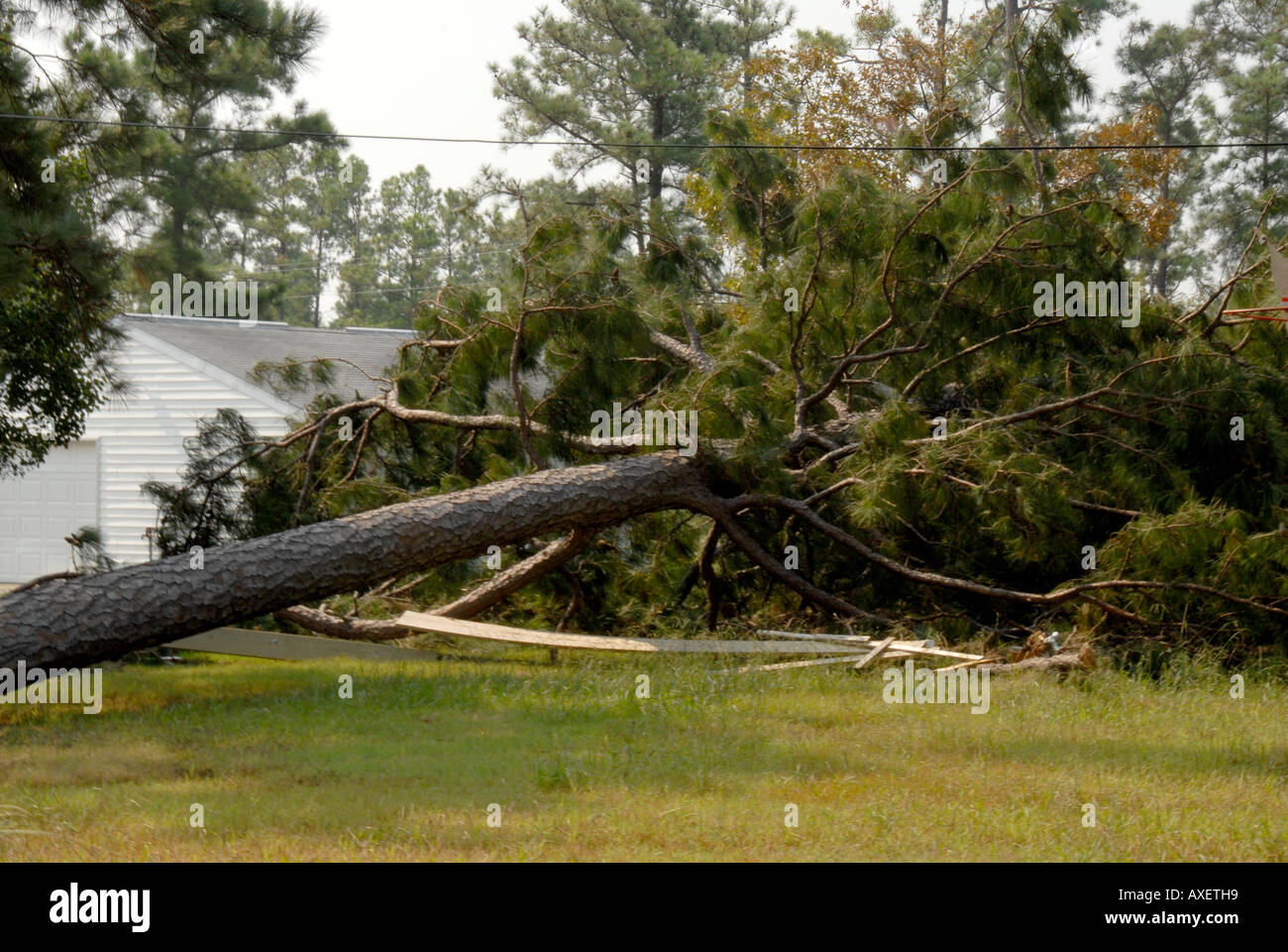 Uragano i danni del tempo caduto pino vicino a casa grazie alla potente forza del vento Foto Stock