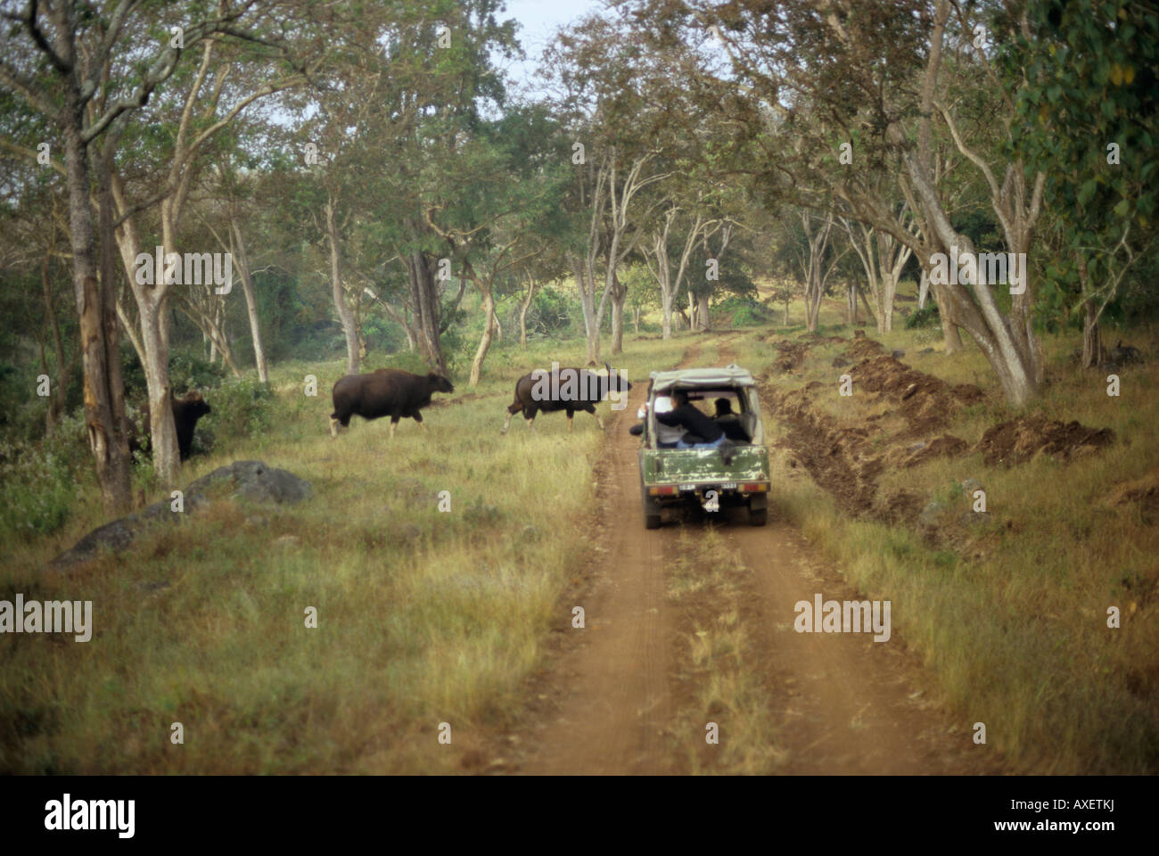 Indian Gaurs (Baus Gaurus) attraversando la gitana via Bandipur Parco Nazionale di Karnataka, India Foto Stock