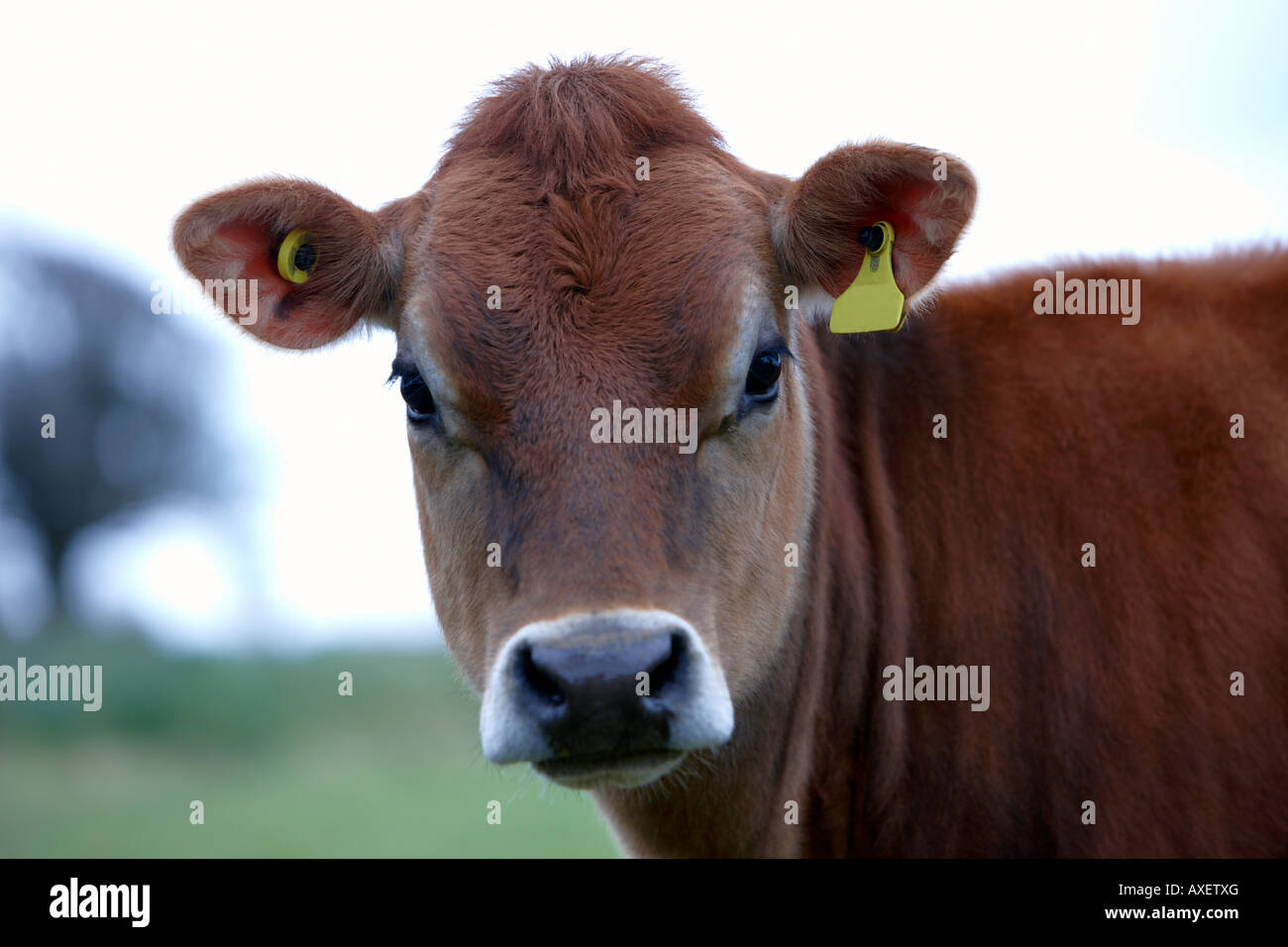 Jersey Cow Isole del Canale Foto Stock