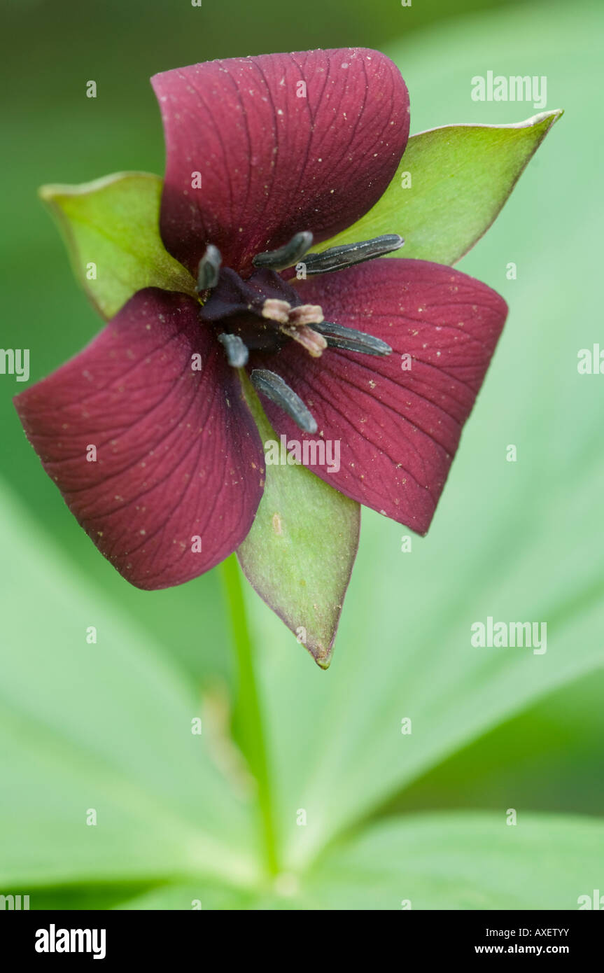 Purple Trillium Trillium erectum Lily famiglia delle liliacee Great Smoky Mountains National Park Tenessee Carolina del Nord STATI UNITI D'AMERICA Foto Stock