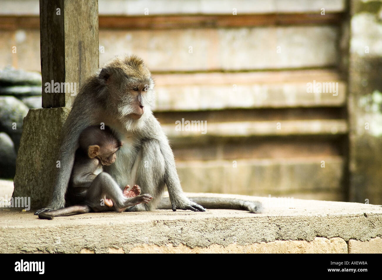 Un genitore e bambino macaco Balinese al sacro Santuario della Foresta delle Scimmie di Ubud Bali Indonesia Foto Stock