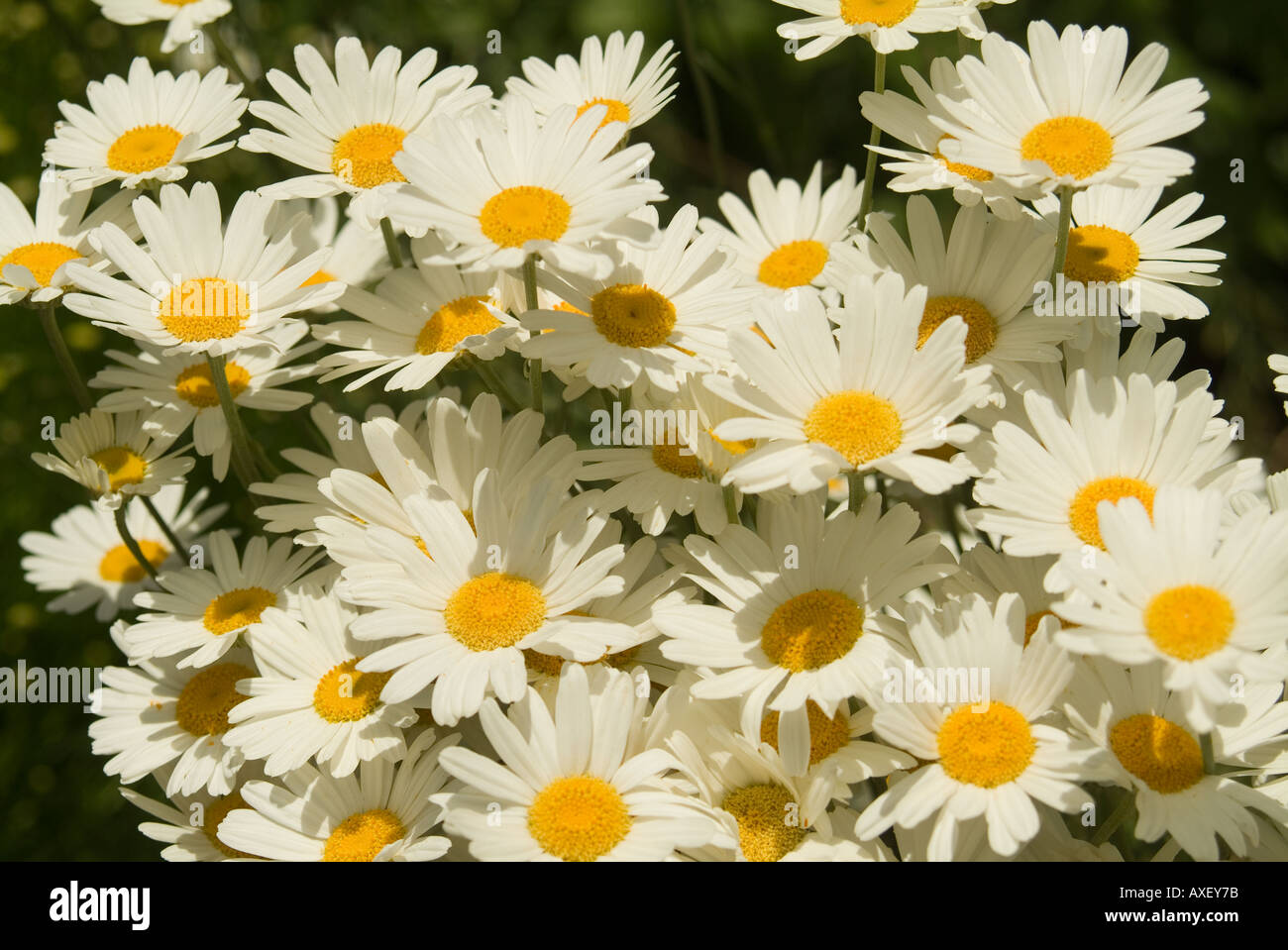 Tanacetum cinerariifolium, pyrethrum daisies a volte chiamate Crisanthemum dalmata Foto Stock