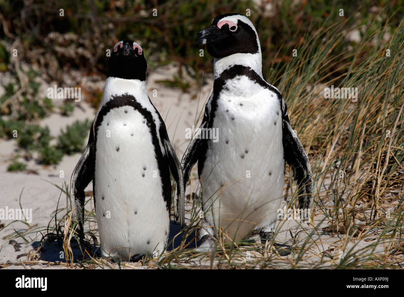 Pinguino africano Spheniscus demersus vicino a Boulders Beach sulla False Bay cape town Western Cape Province sud africa Foto Stock