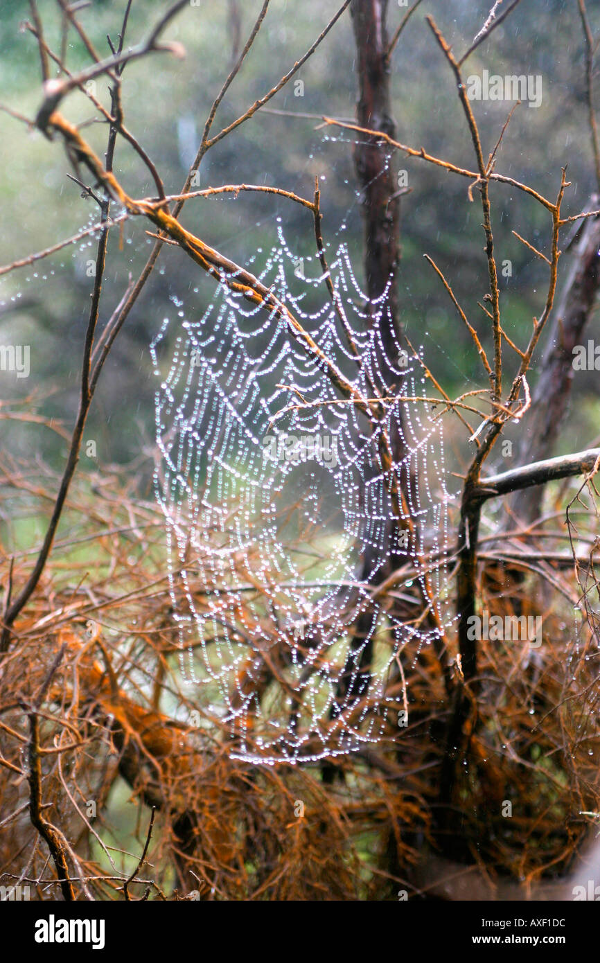 Spider Web hell s gate nuova zelanda Foto Stock