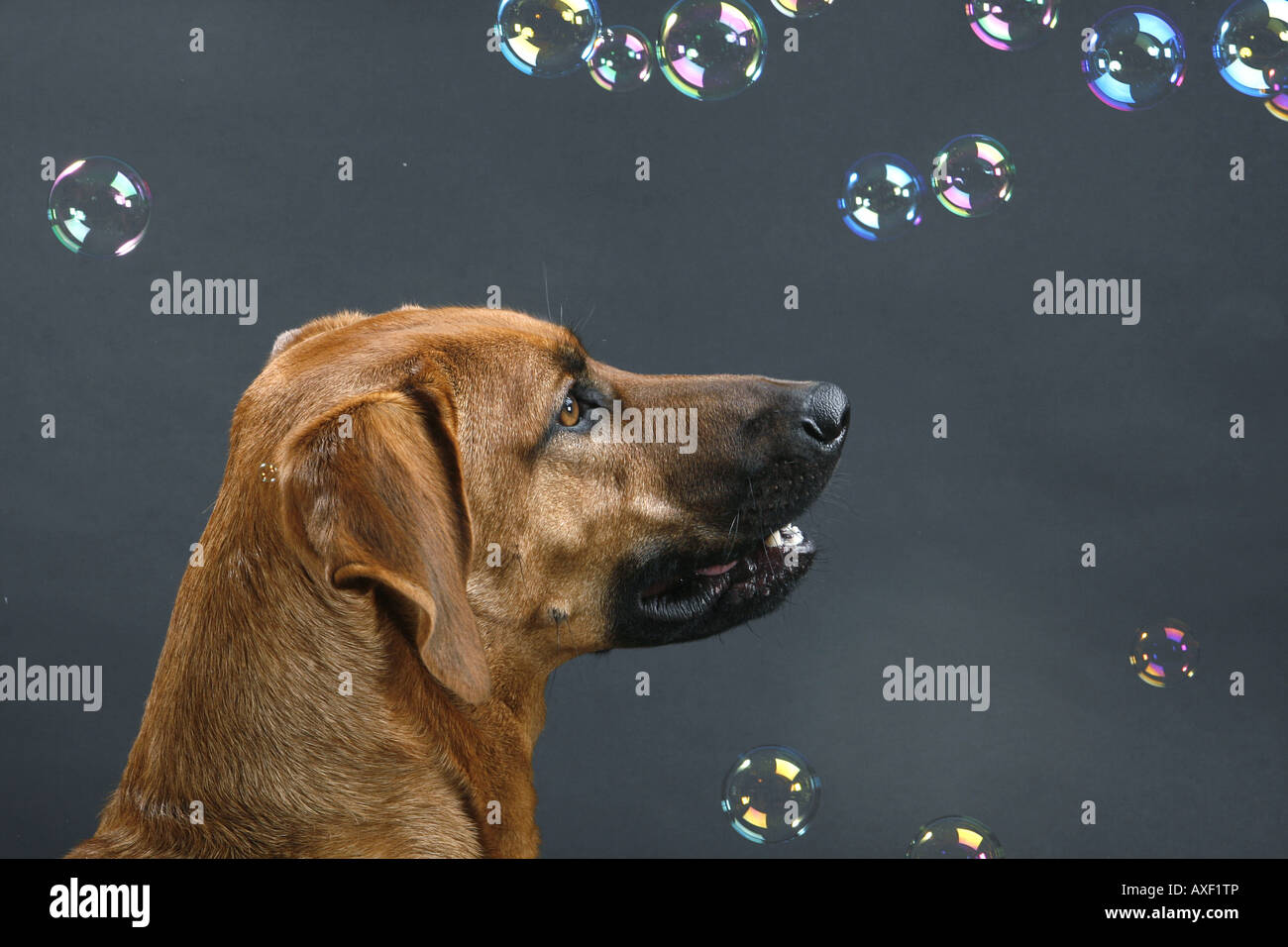 La metà del cane di razza guardando le bolle di sapone Foto Stock