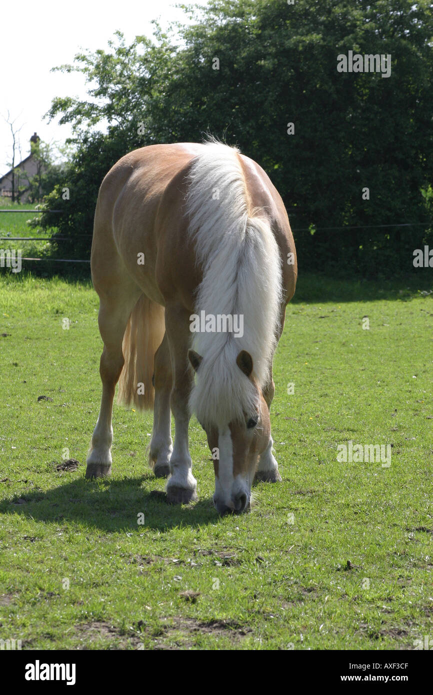 Cavalli di Razza Haflinger pascolo Foto Stock