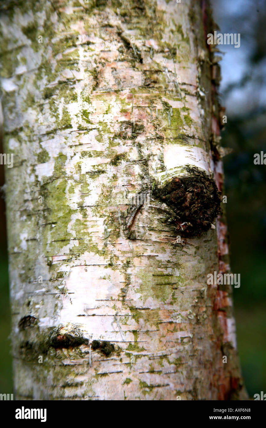 corteccia d'argento Foto Stock