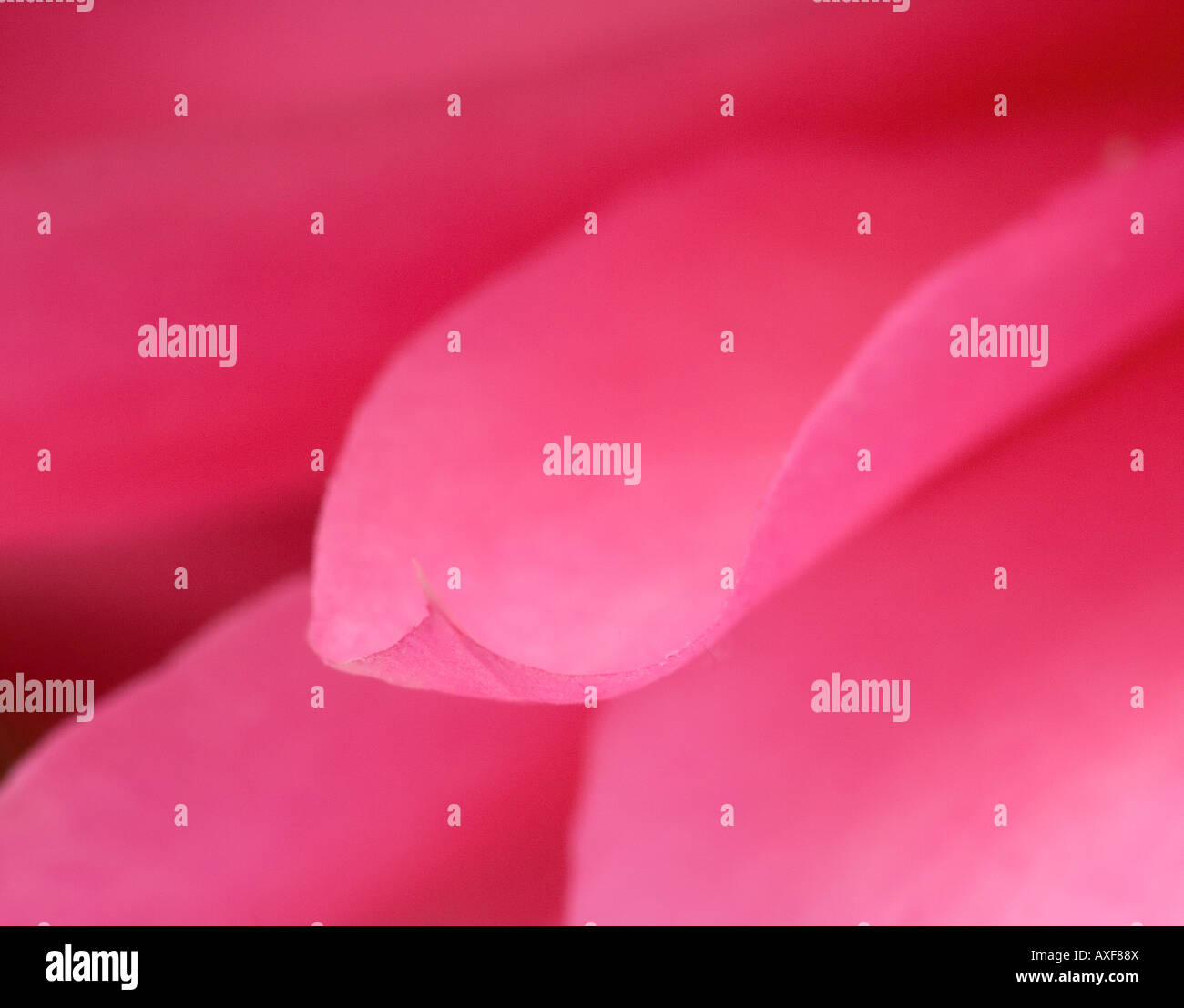 Petali di rosa con la messa a fuoco del differenziale Foto Stock