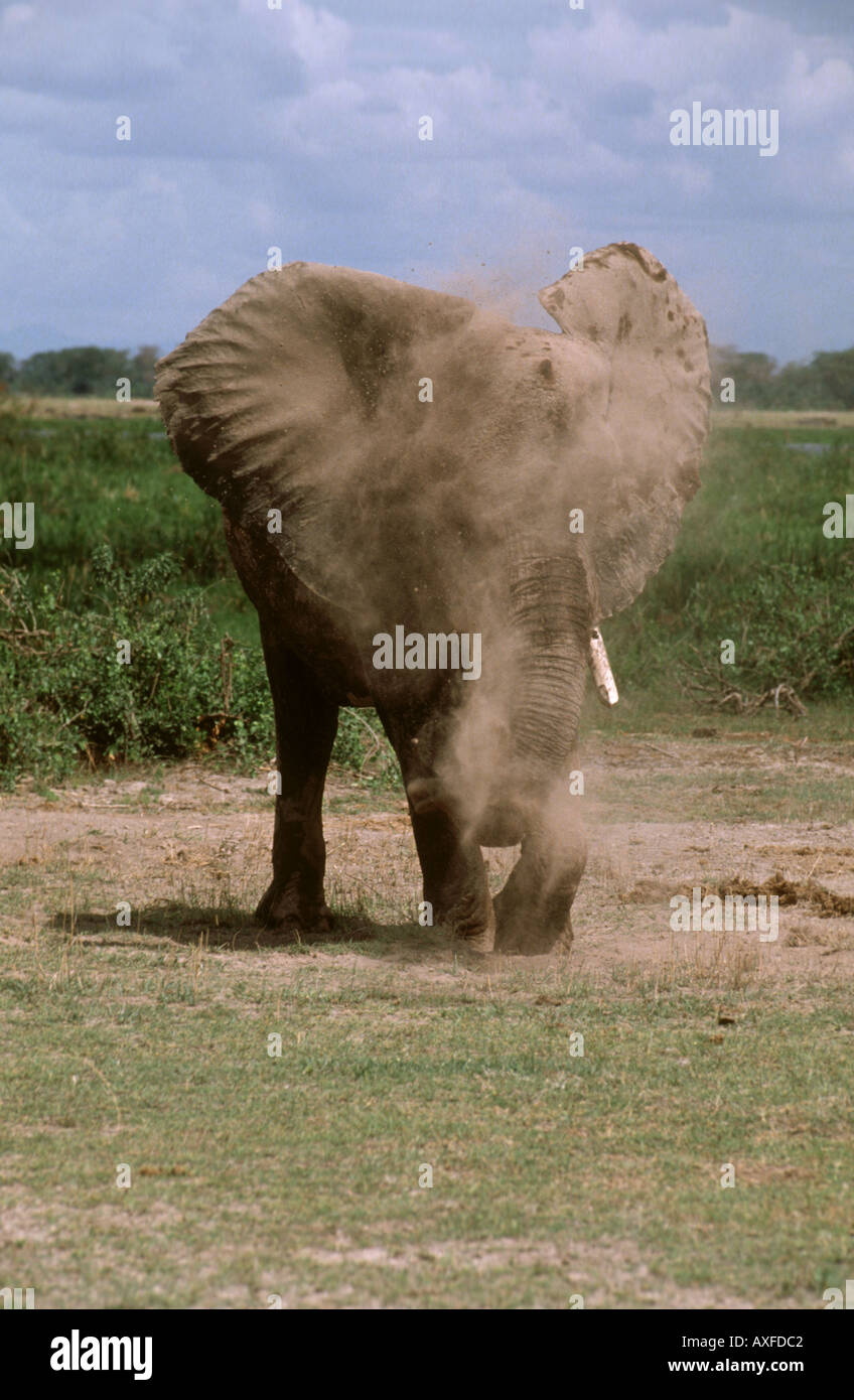 Elephant avente un bagno di polvere Foto Stock