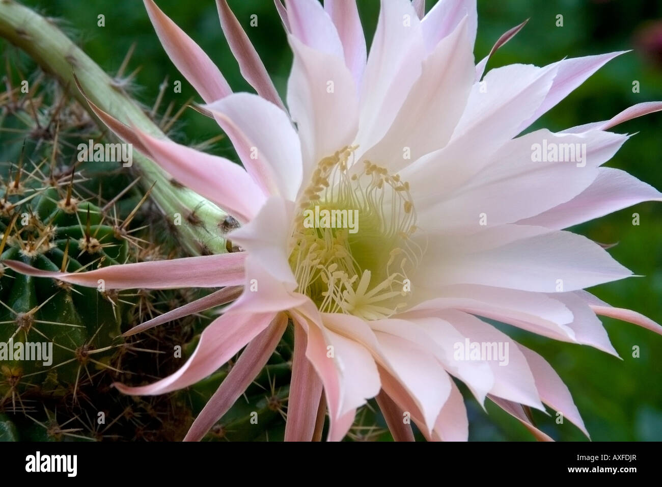 Fioritura cactus (specie Echinopsis) con una grande gara delicato bianco-rosa fiore di colore e spine Foto Stock
