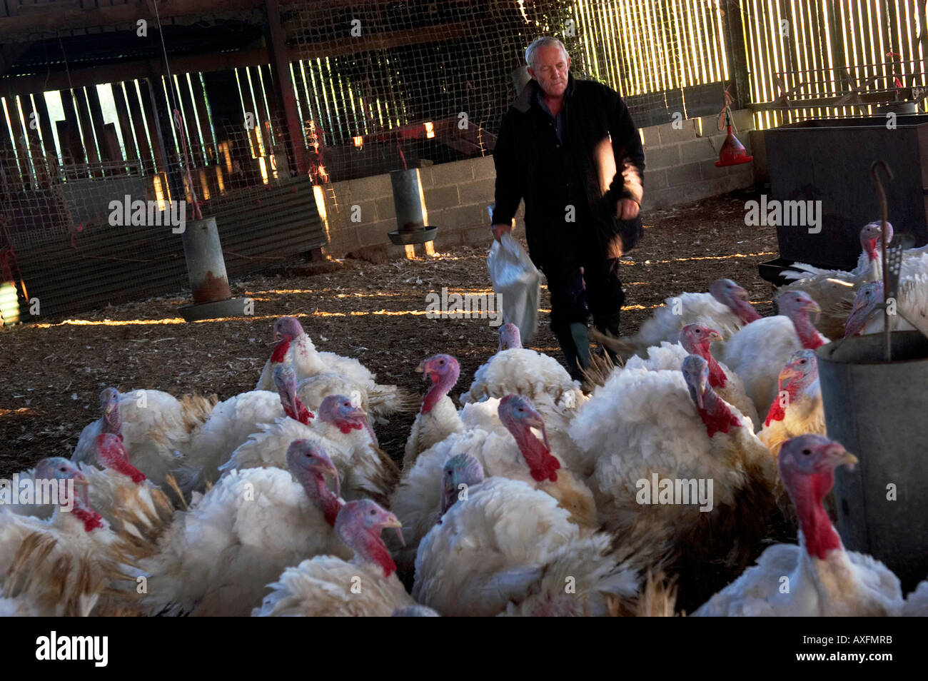 La Turchia Whilstley farm Foto Stock