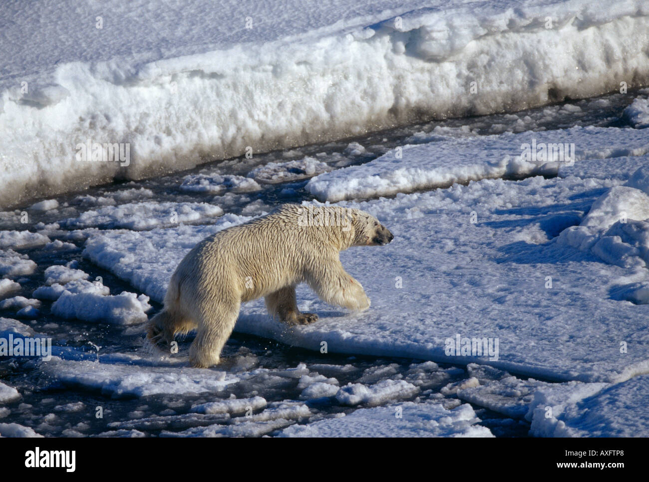 Orso polare, Ursus maritimus, sulla punta meridionale di Spitsbergen, regione di Svalbard, Norvegia. Foto Stock