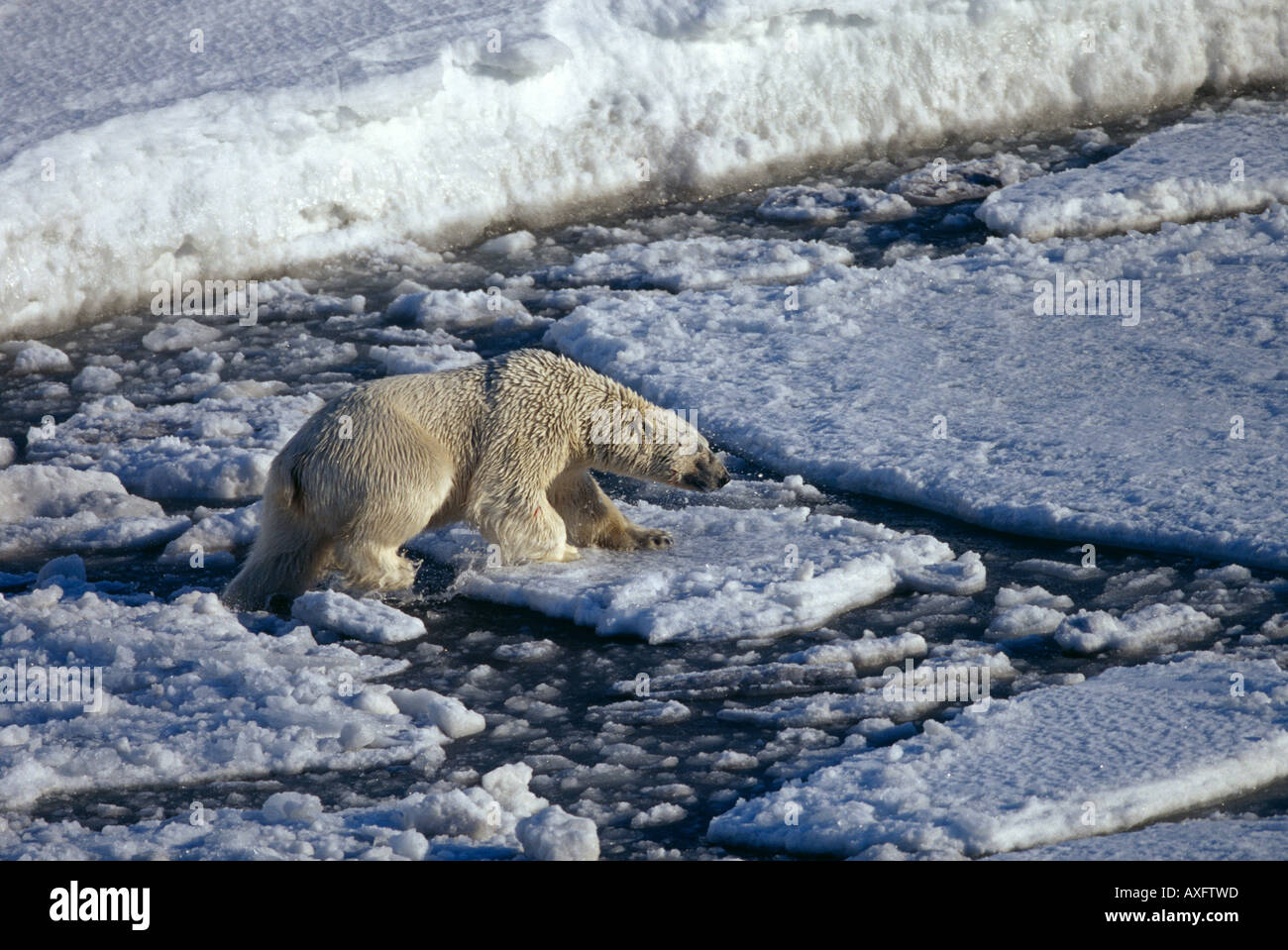 Orso polare, Ursus maritimus, sulla punta meridionale di Spitsbergen, regione di Svalbard, Norvegia. Foto Stock