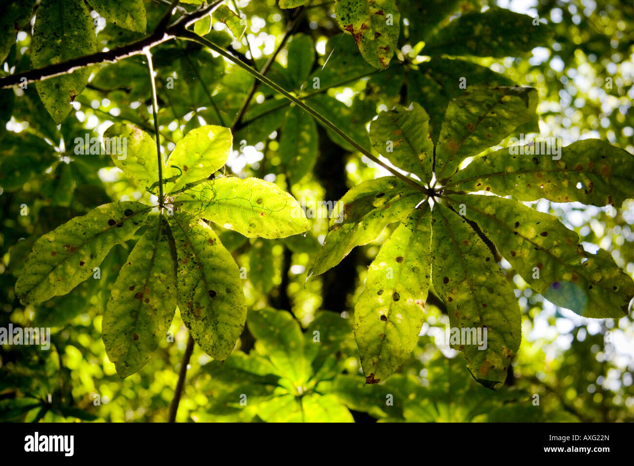 Gli alberi della foresta di foglie in Nuova Zelanda Foto Stock