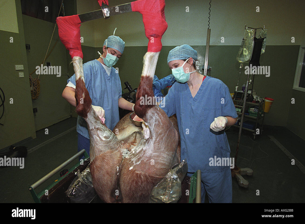 Veterinari equini scrub ospedale fino Foto Stock