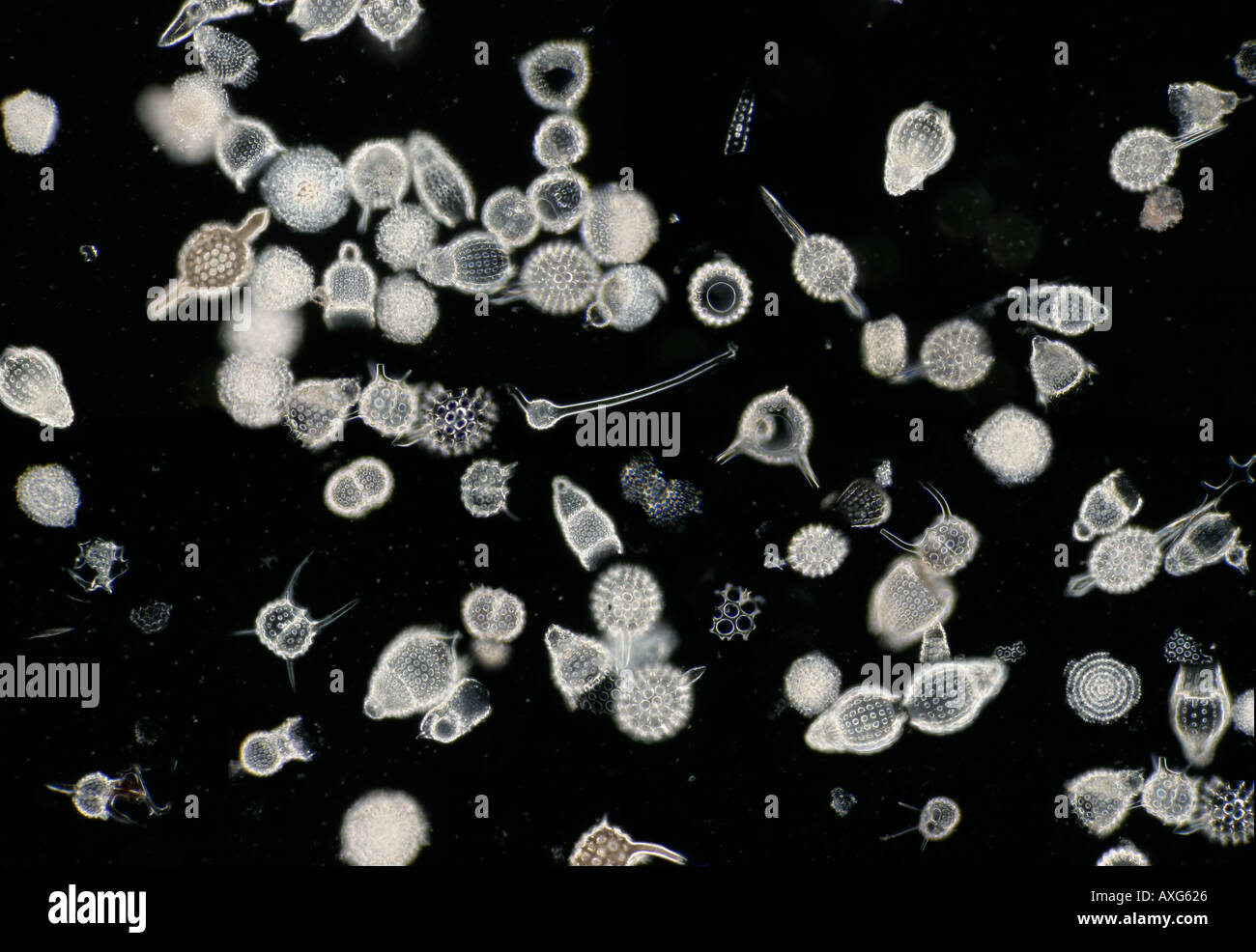 Radiolaria zooplancton siliceo Foto Stock