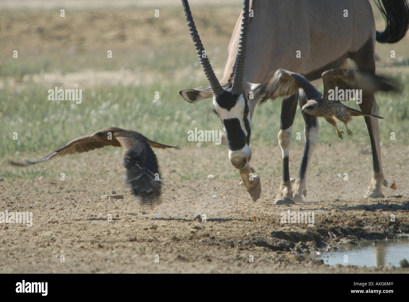 Un gemsbok scaccia due raptors accanto a un fiume nel Kalahari Foto Stock