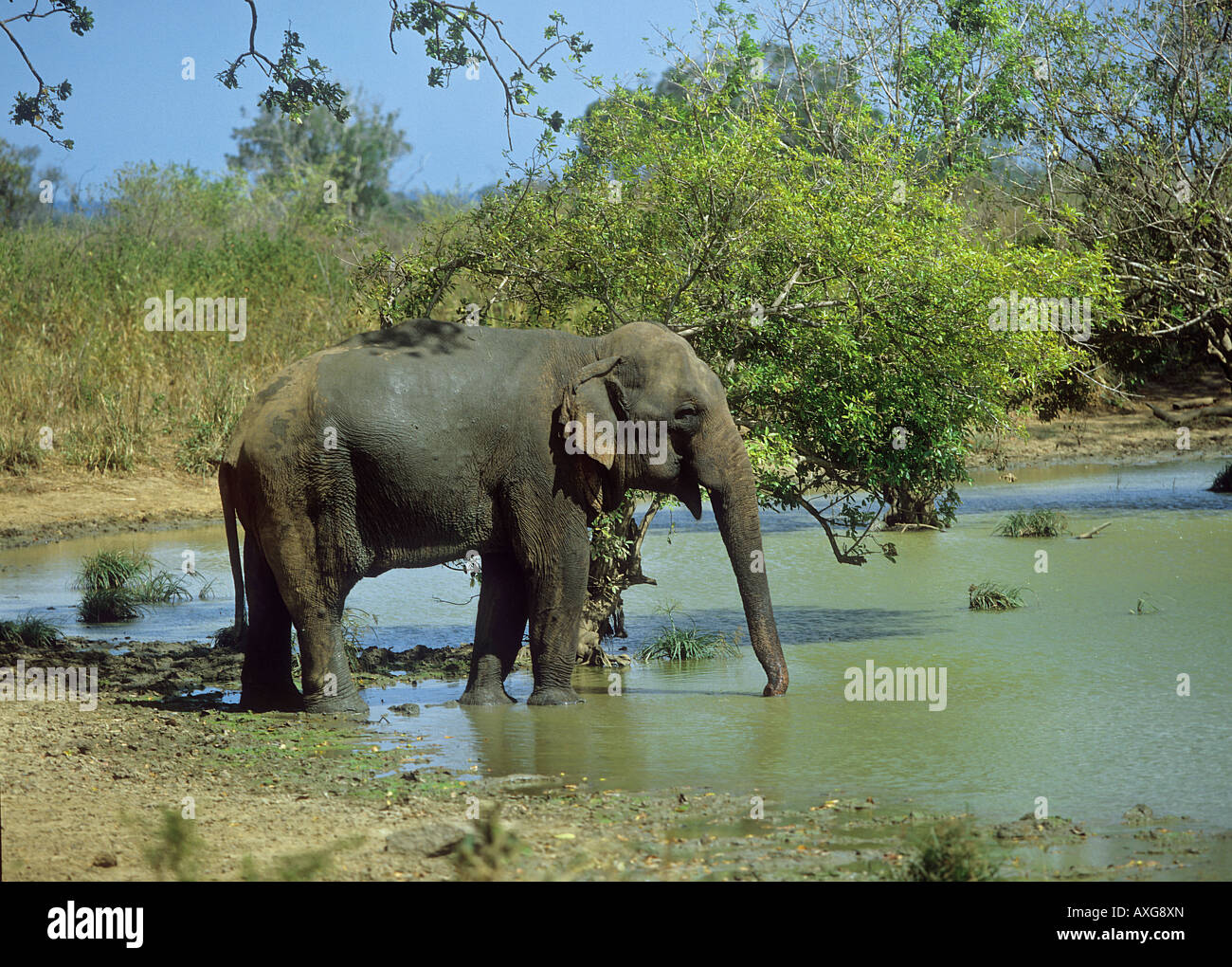 Elefante asiatico - in piedi in acqua / Elephas maximus Foto Stock