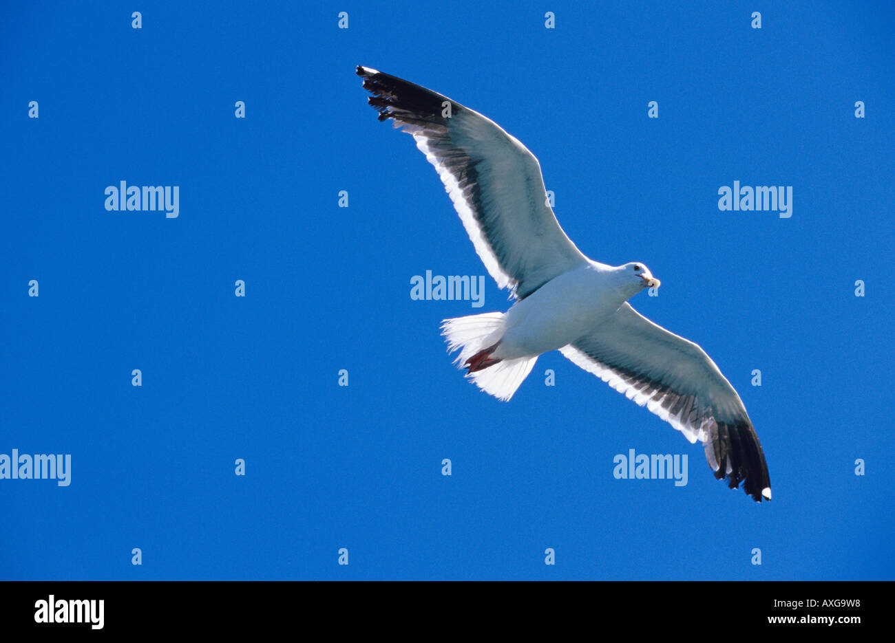 California Gabbiano in volo Foto Stock