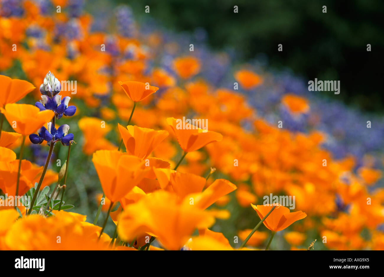 California Poppies Foto Stock