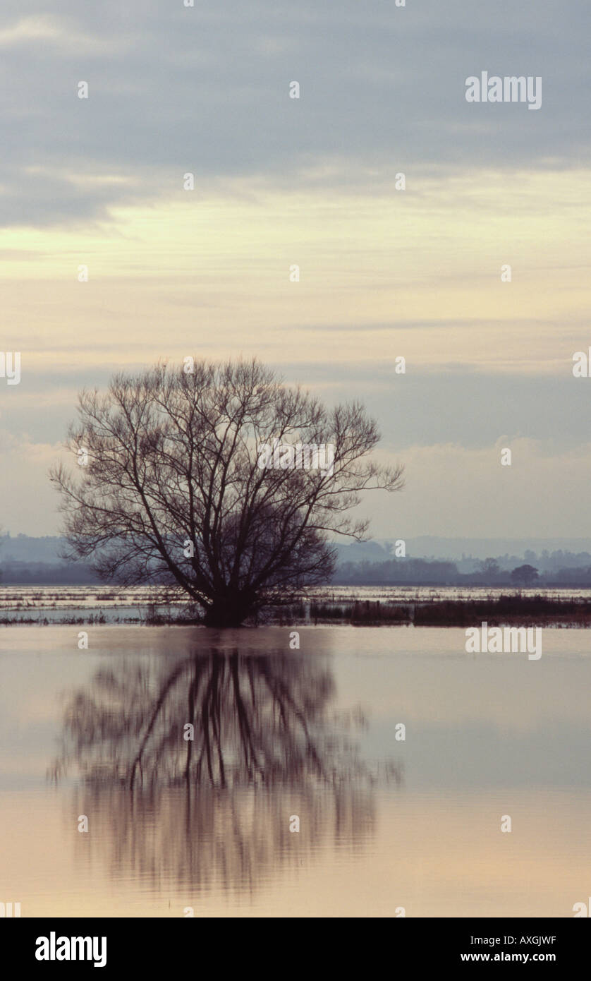 In inverno le inondazioni del Somerset livelli vicino Muchelney Foto Stock