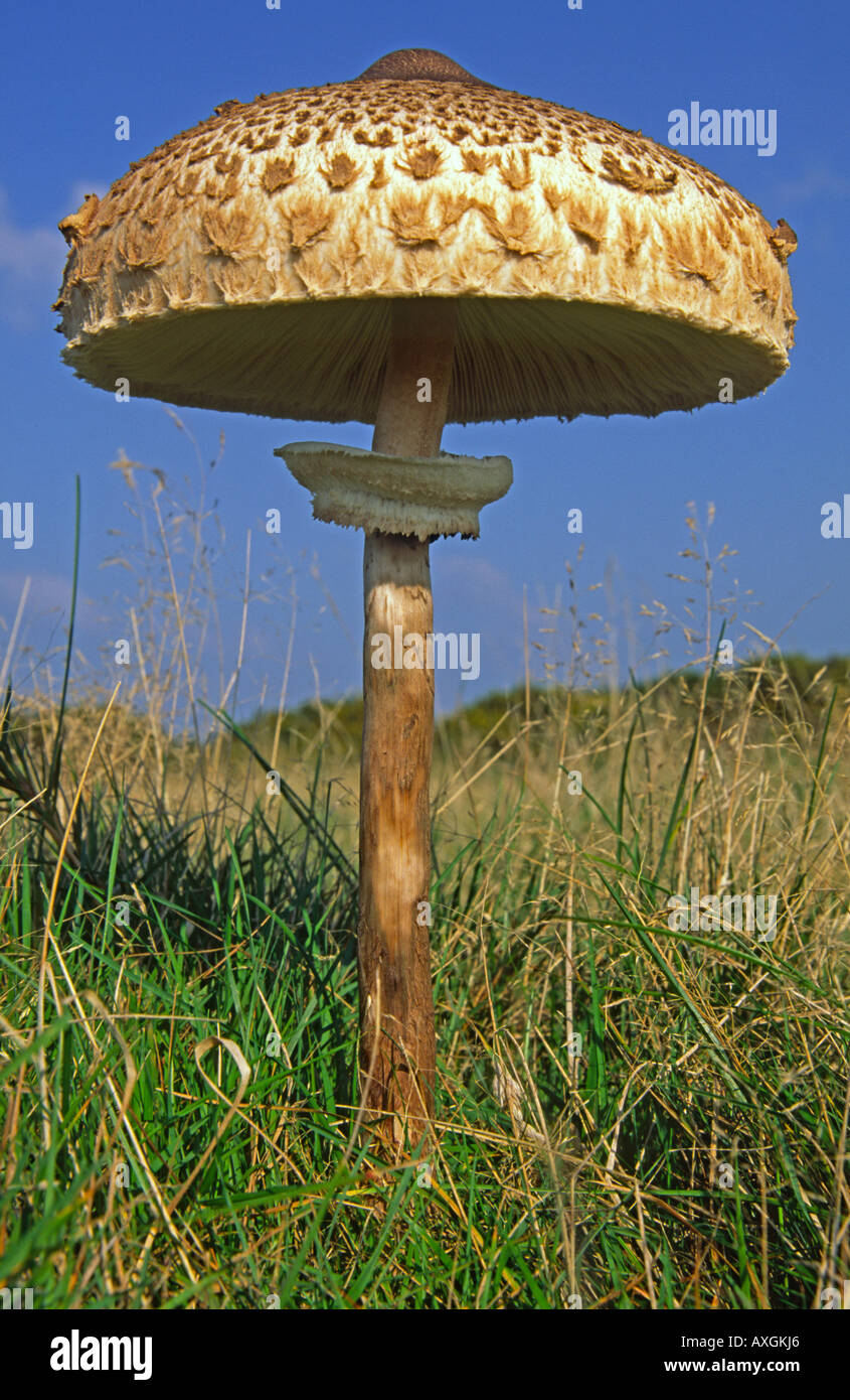 Ombrellone fungo su Pilsden penna in Dorset Foto Stock