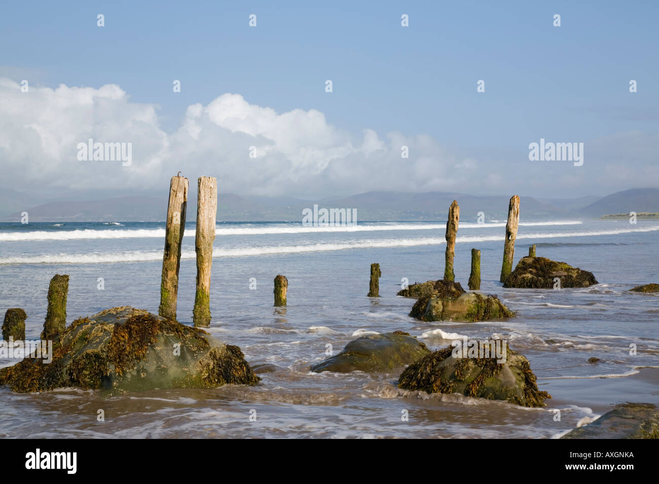 Posti di legno e pietre sulla sabbia bagnata sulla spiaggia vuota di Ross Strand Rossbeigh Co Kerry Eire Irlanda Europa Foto Stock