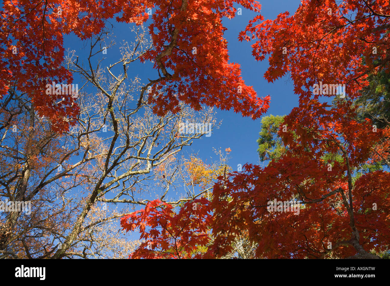 Alberi di acero in autunno, Momijidani Park, Miyajima, Honshu, Giappone Foto Stock