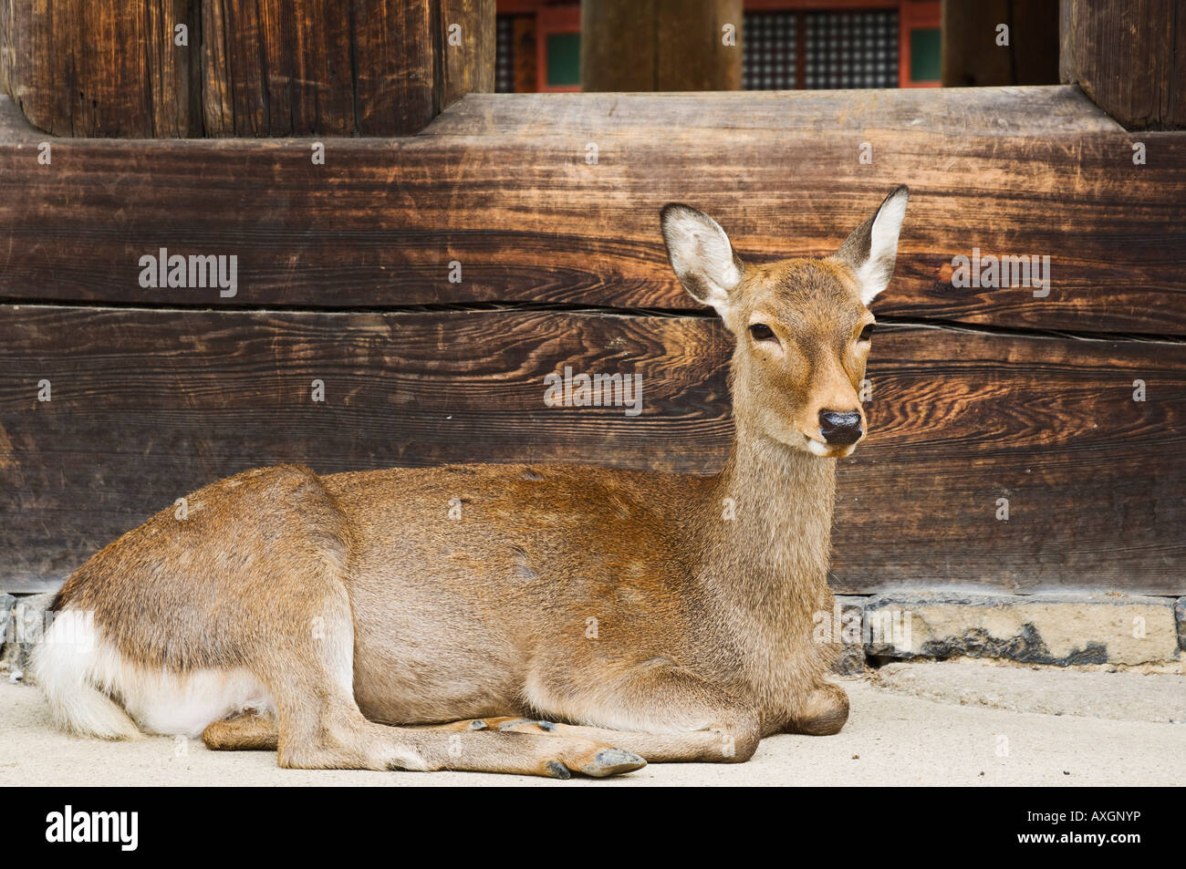 Ritratto di cervi, Nara, Giappone Foto Stock