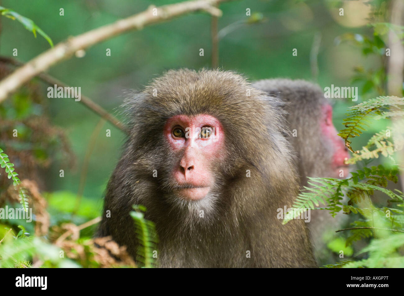 Yakushima macachi, Yakushima, Kyushu, Giappone Foto Stock