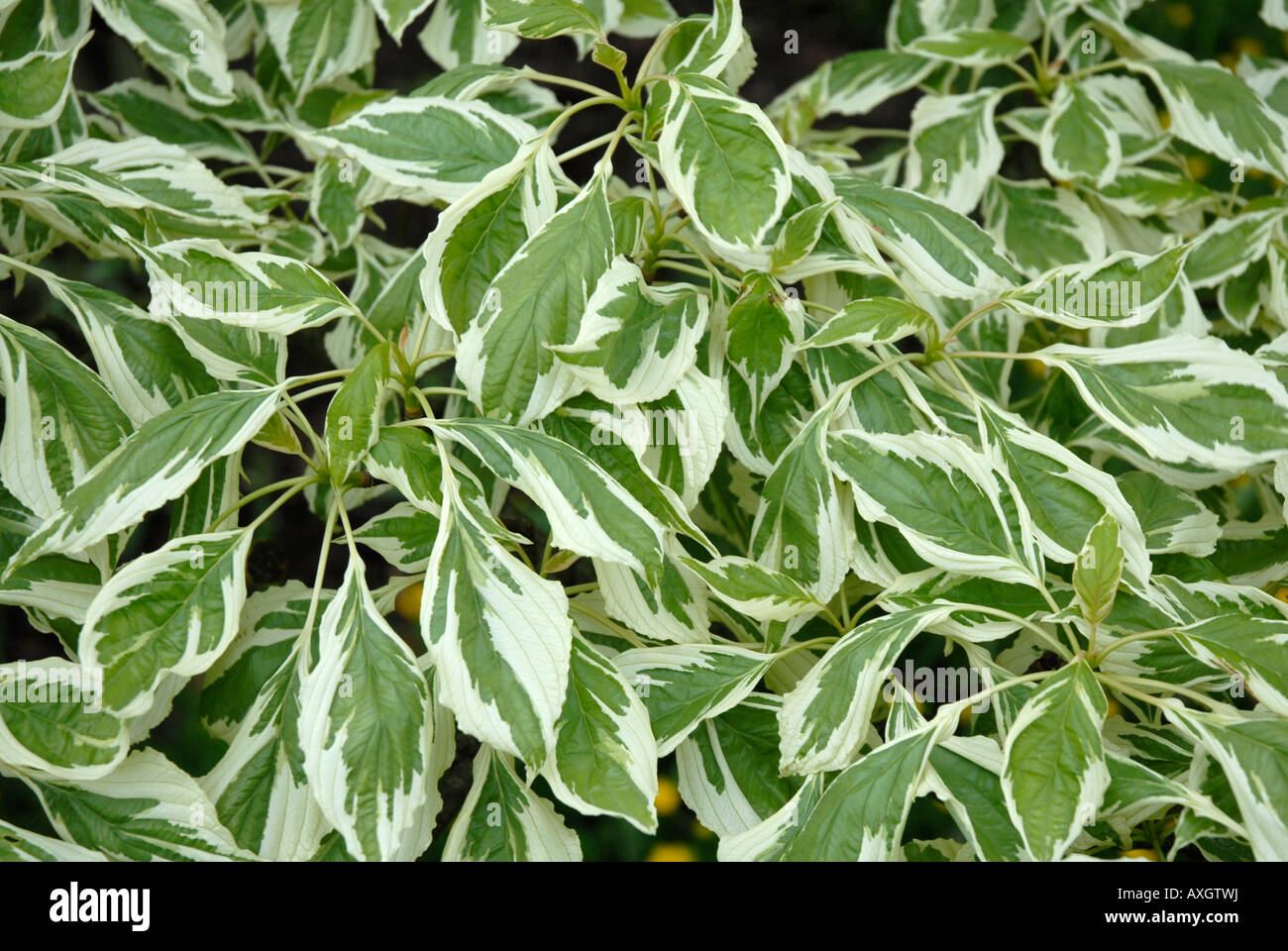 Foglie di Cornus controversa Variegata Foto Stock