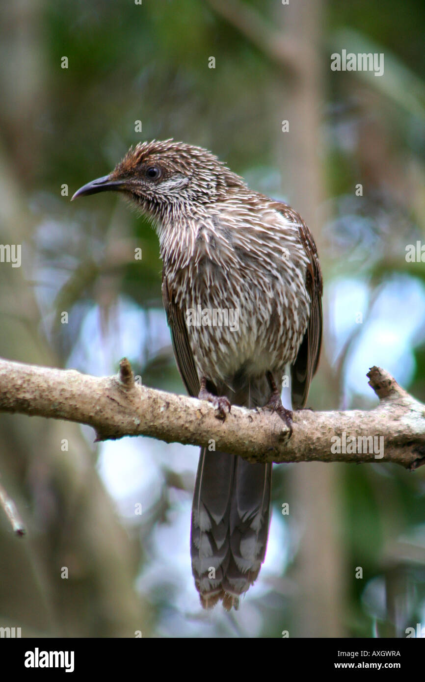 Una spazzola WATTLEBIRD BAPDA9367 Foto Stock