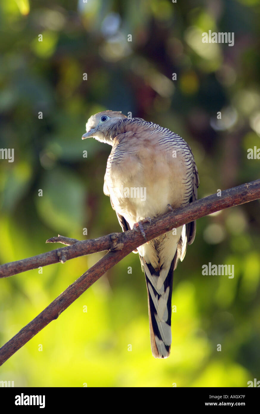 Colomba appollaiato su un ramo Foto Stock