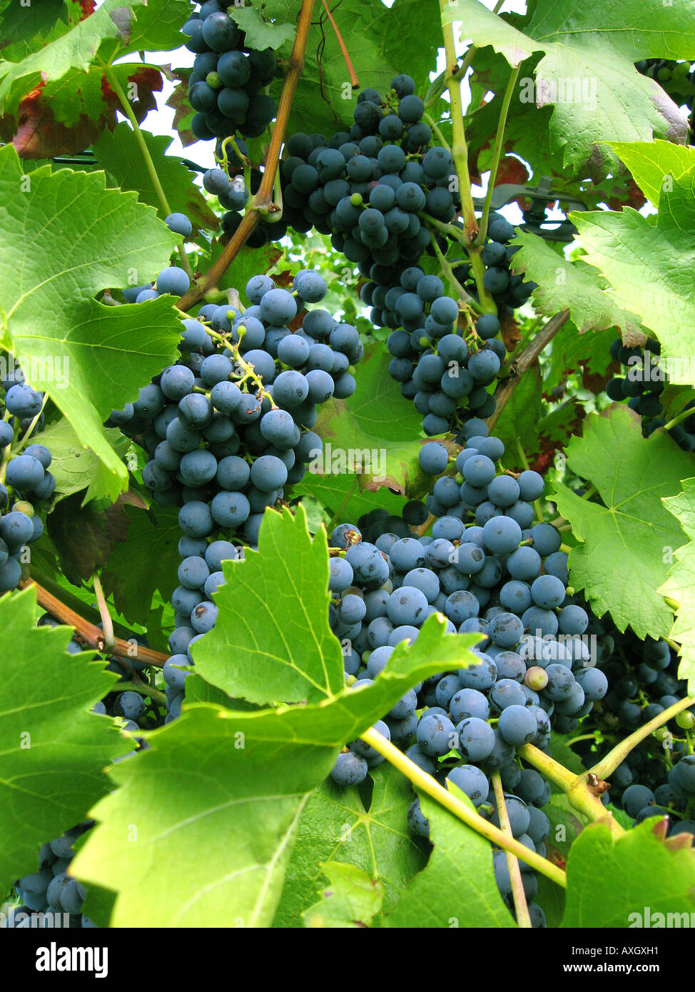 Uve blu blaue Trauben Weintrauben Foto Stock