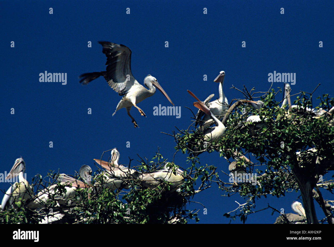 Pellicani, Pelecanus onocrotalus, atterraggio Kokkare Bellur Karnataka India Foto Stock