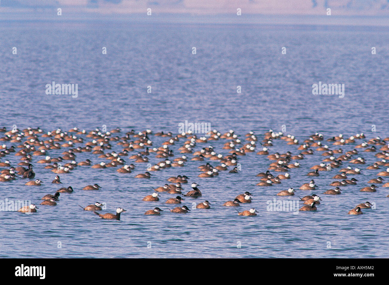 In pericolo di estinzione con testa bianca anatre Oxyura leucocephala nel lago Burdur Turchia Foto Stock