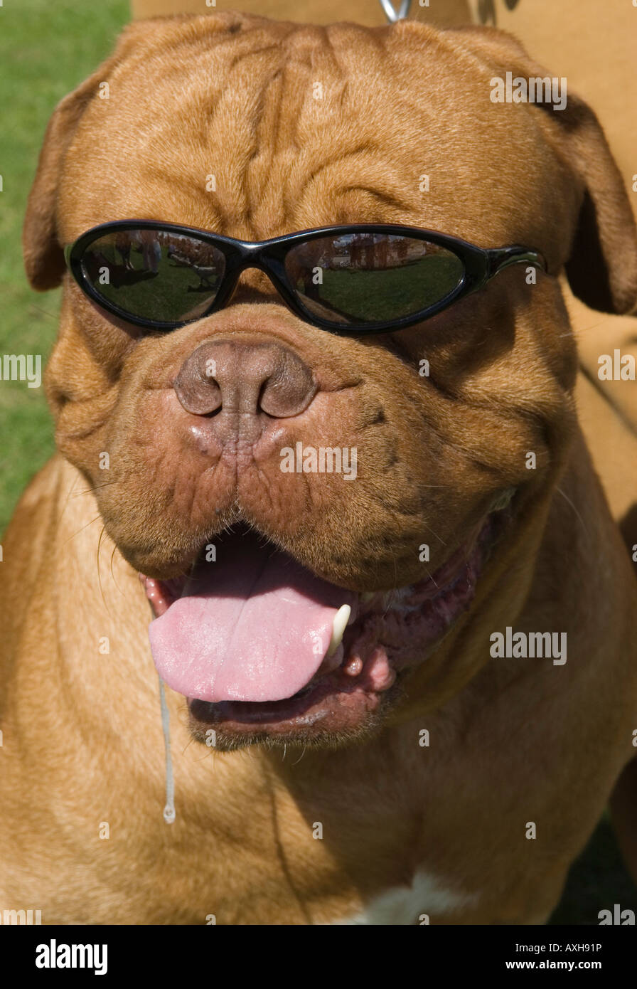 Cane che indossa umani, i suoi proprietari occhiali da sole scuri. Gara di esposizioni canine, dribbling di cani con il sole caldo. Kent Inghilterra anni '2008 2000 Regno Unito HOMER SYKES Foto Stock