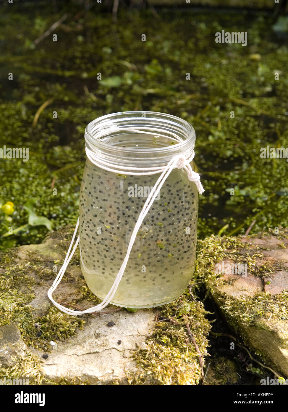 Un vaso contenente frog spawn sul bordo di un laghetto in giardino Foto Stock