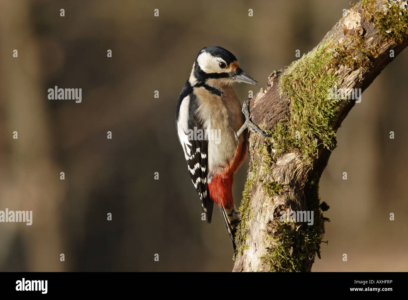 Buntspecht Dendrocopos major weibchen femmina picchio specht macchiato Foto Stock