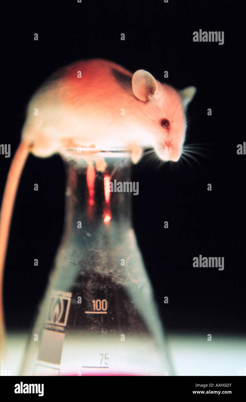 Test di laboratorio mouse genemodified OGM Foto Stock