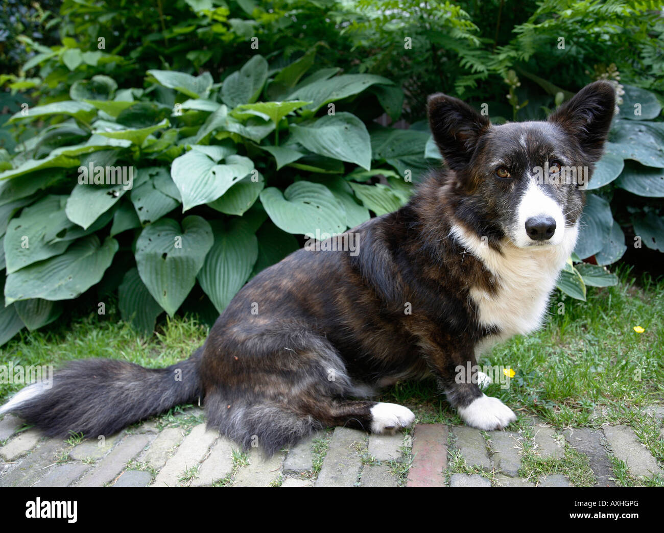 Welsh Corgi cardigan cane in giardino testa nel resto di messa a fuoco dell'immagine fuori fuoco. Il cane è di proprietà di fotografo. Foto Stock