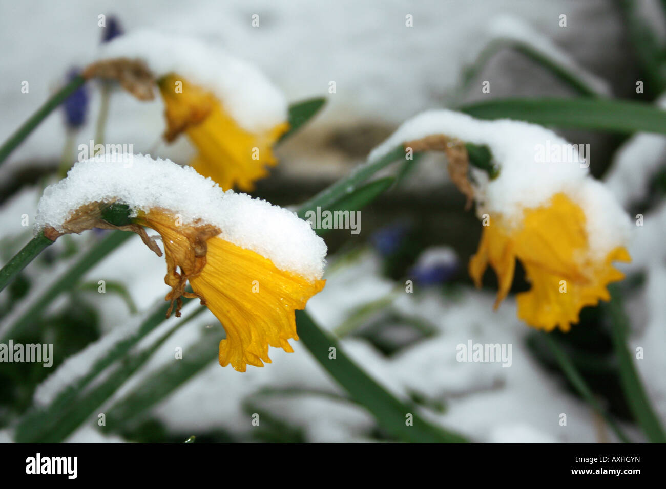 Giunchiglie dopo una caduta di neve a metà marzo Foto Stock