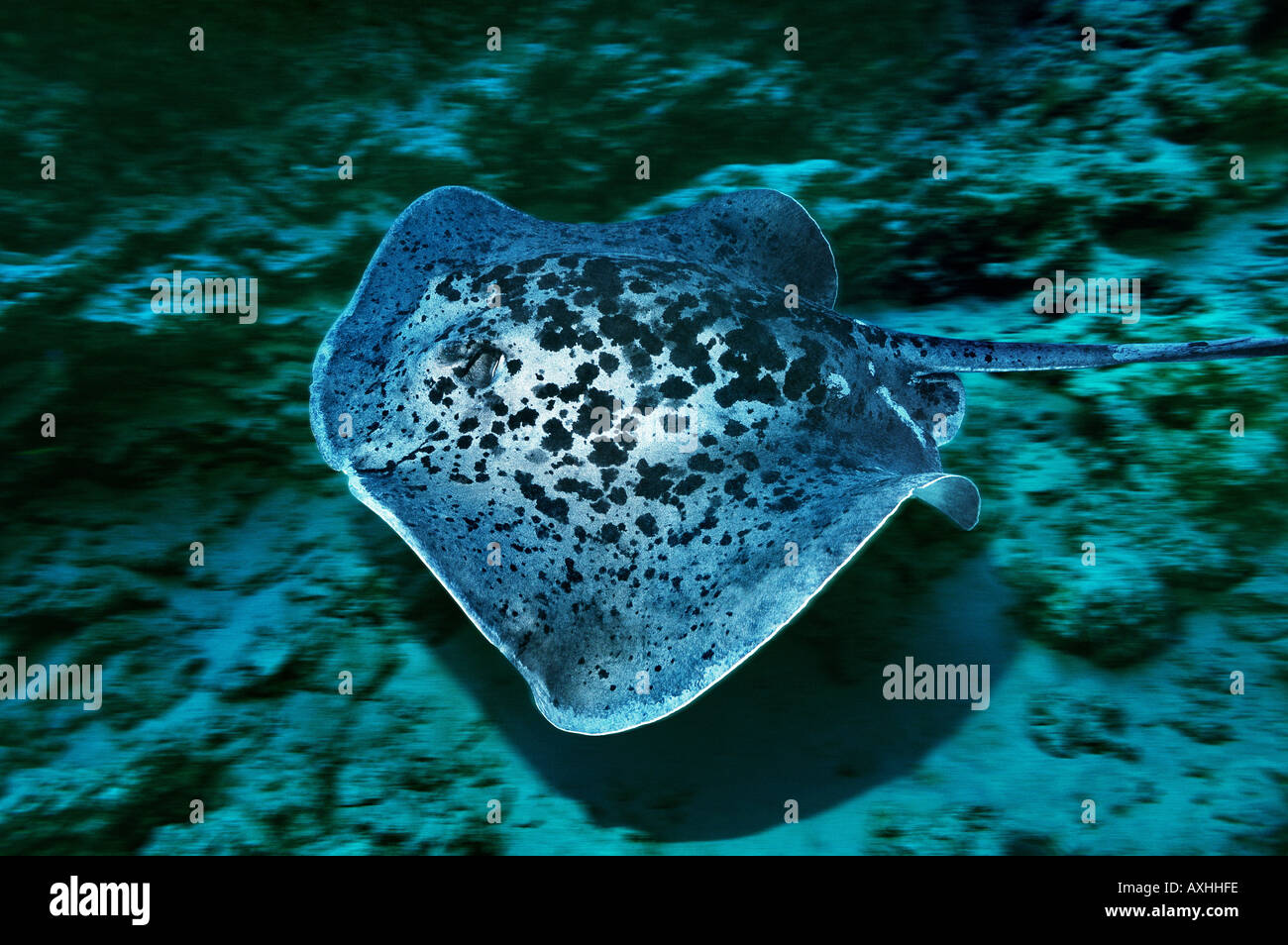 Stingray nuoto velocemente Foto Stock