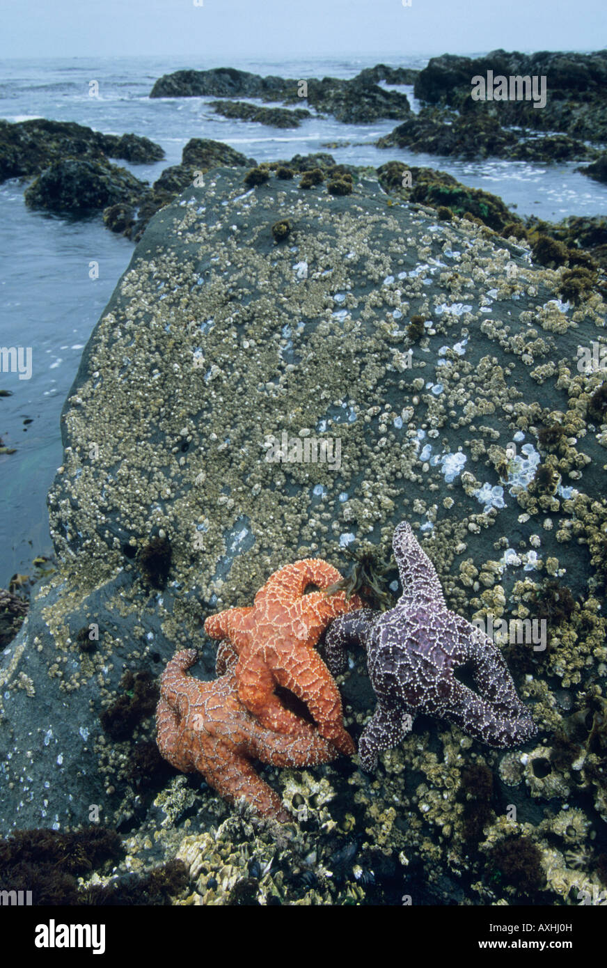 Ocra delle stelle di mare (Pisaster ochraceous) esposta a bassa marea, Olympic Coast Washington Foto Stock