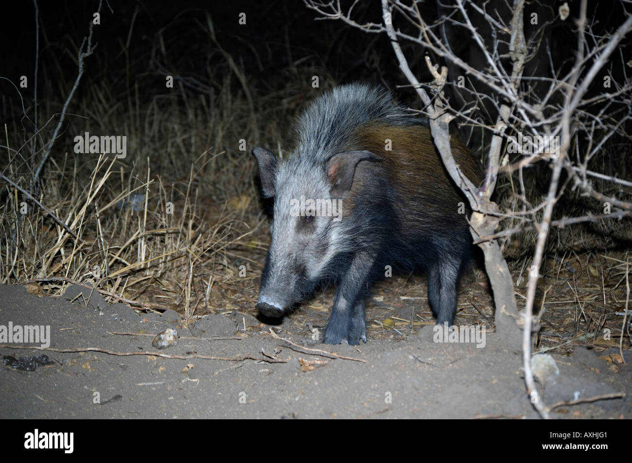 Bushpig Potamochoerus larvatus Ruaha National Park in Tanzania Foto Stock