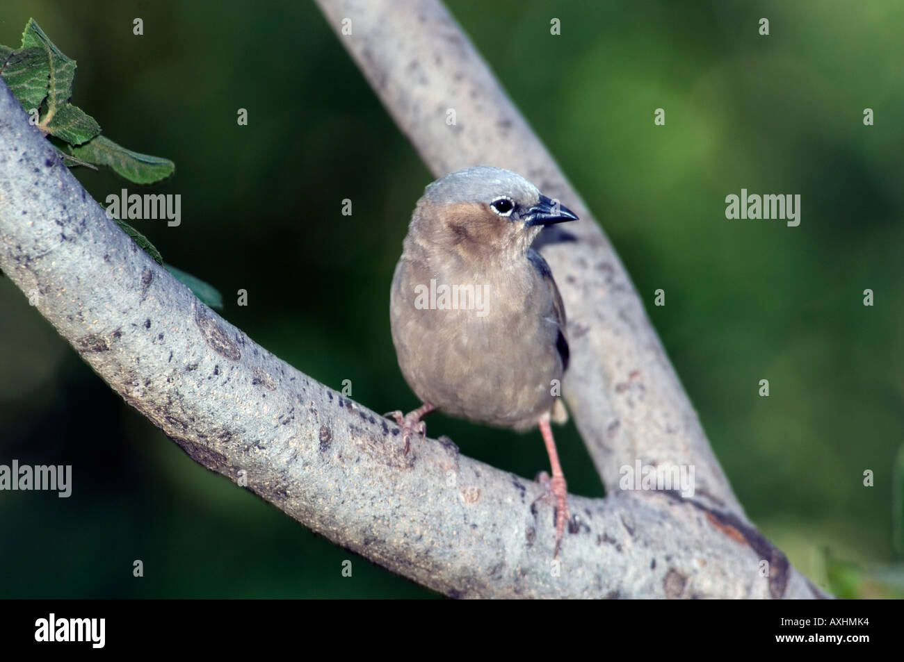 Tanzania Serengeti National Park grigio-capped social weaver Pseudonigrita arnaudi Foto Stock